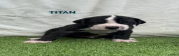 Great Dane dogs for sale: Chunky Great Dane puppies  - Advert 29