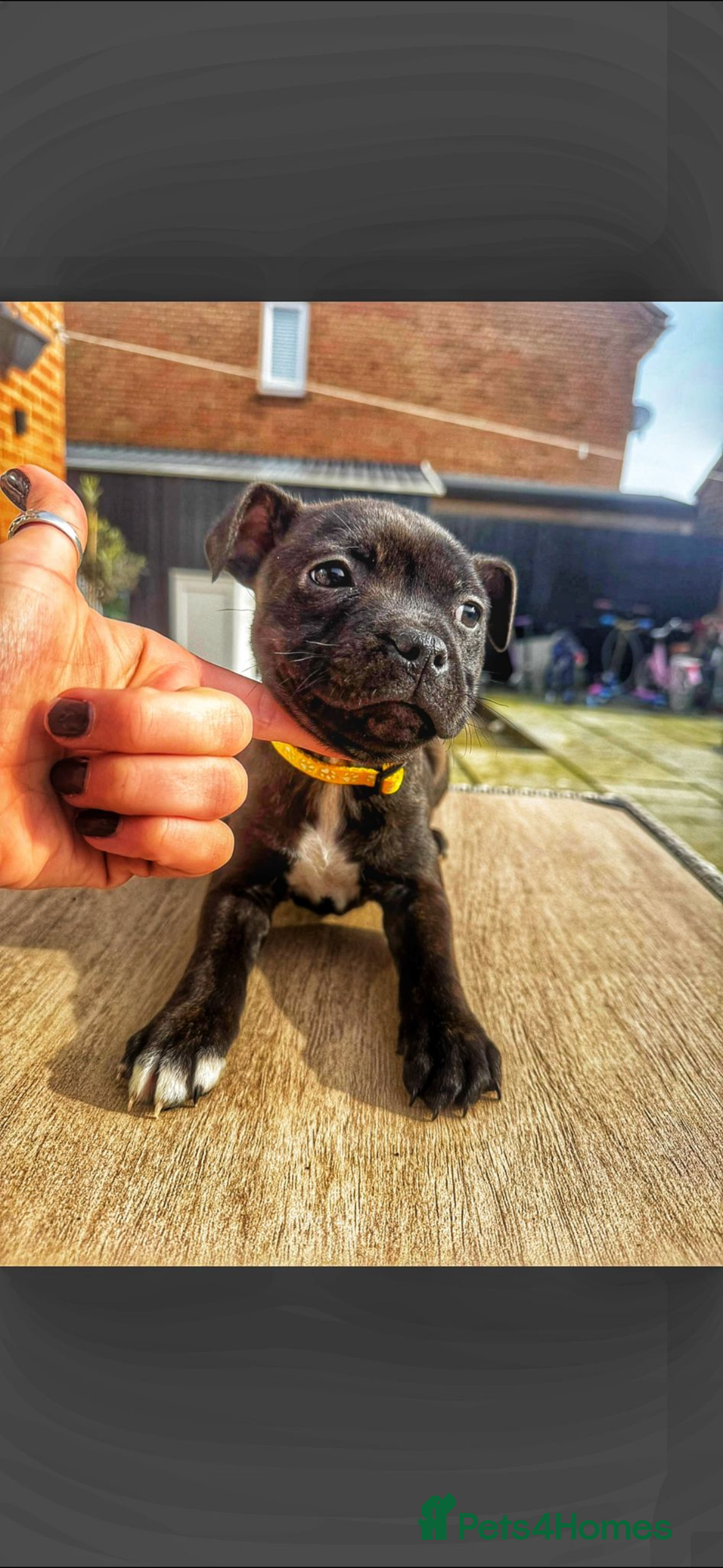 Staffordshire Bull Terrier dogs Staffordshire bull terrier puppies - Advert 21