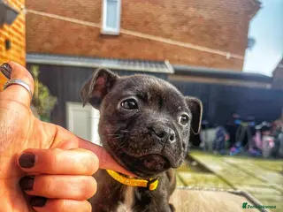 Staffordshire Bull Terrier dogs Staffordshire bull terrier puppies - Advert 21