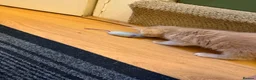 Maine Coon cats for sale: Main coon kittens  - Advert 26