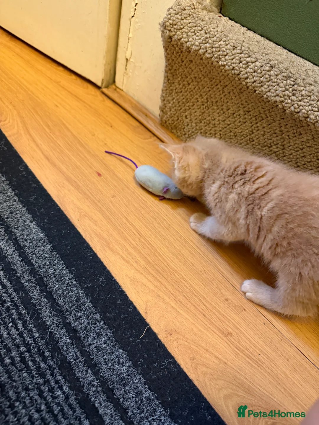 Maine Coon cats for sale: Main coon kittens  - Advert 26