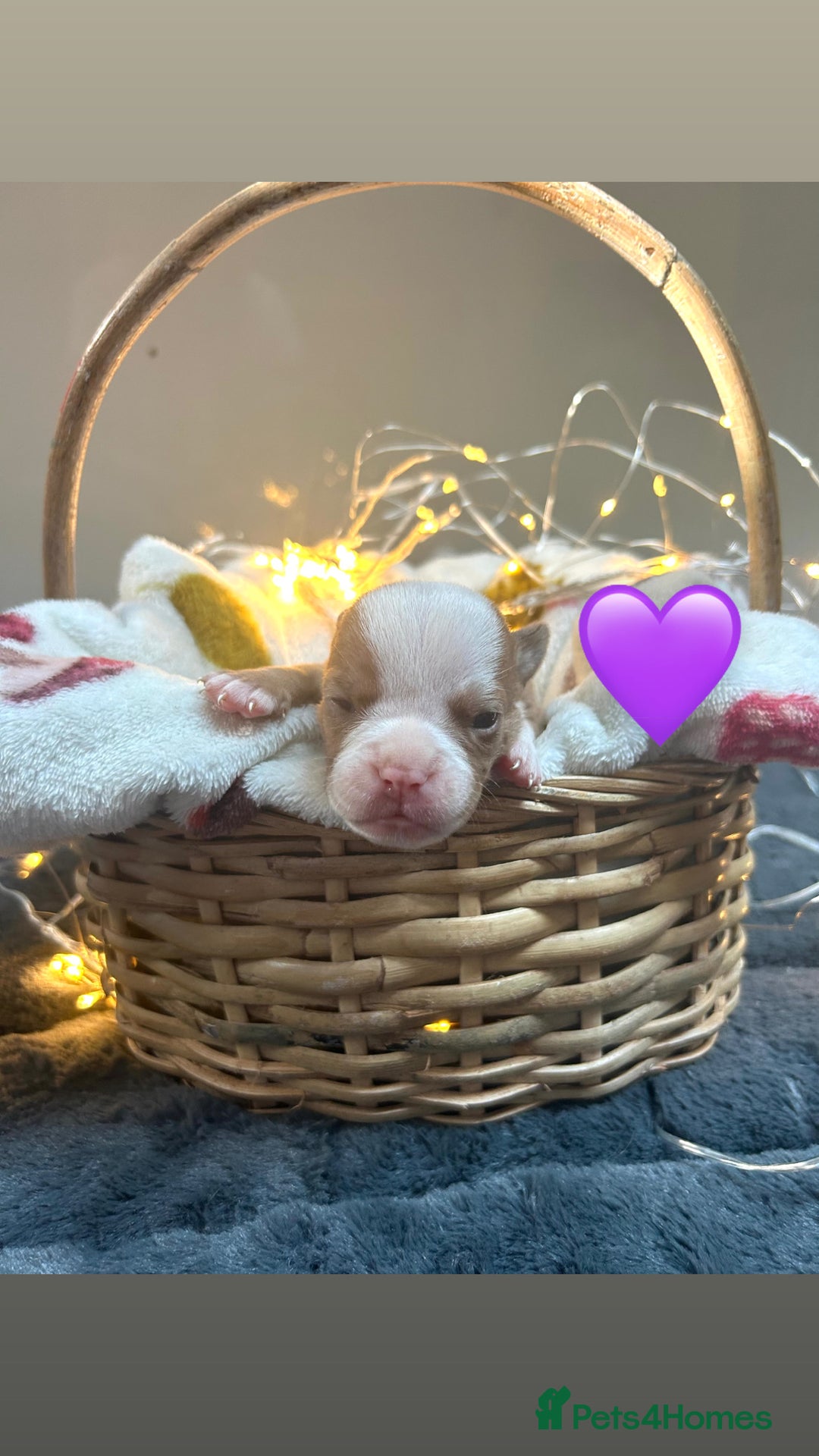 Olde English Bulldogge dogs for sale: STUNNING NEBBR OLDE ENGLISH BULLDOGGE PUPPIES in Epping - Image 21