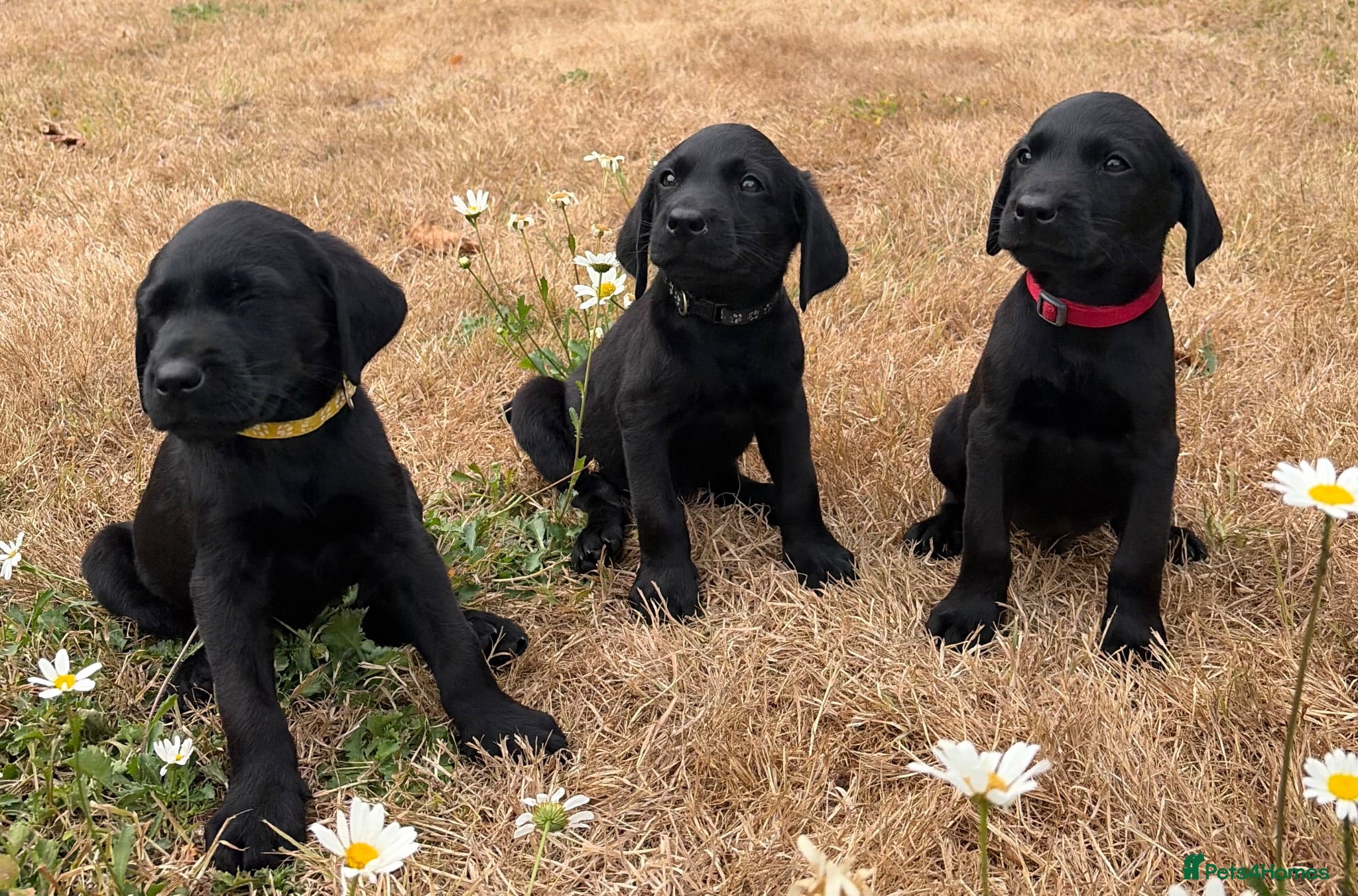 Labrador Retriever dogs 3 Boys left KC Labrador puppies  - Advert 2