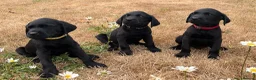 Labrador Retriever dogs for sale: 2 Boys Avaliable now for collection - Advert 8