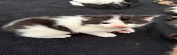 Mixed Breed cats for sale: Mixed Maine Coon kittens  - Advert 16