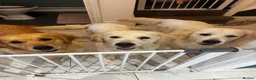 Golden Retriever dogs for sale: 9 exceptional Golden retriever  - Advert 13