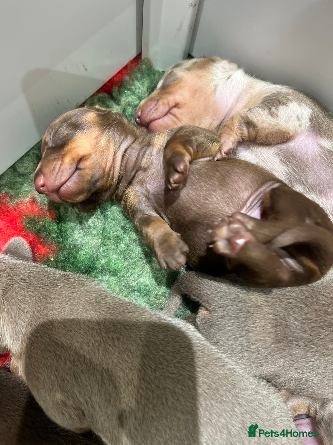 Miniature Dachshund dogs for sale: 3 Extremely clean and healthy KC boys available  - Advert 20