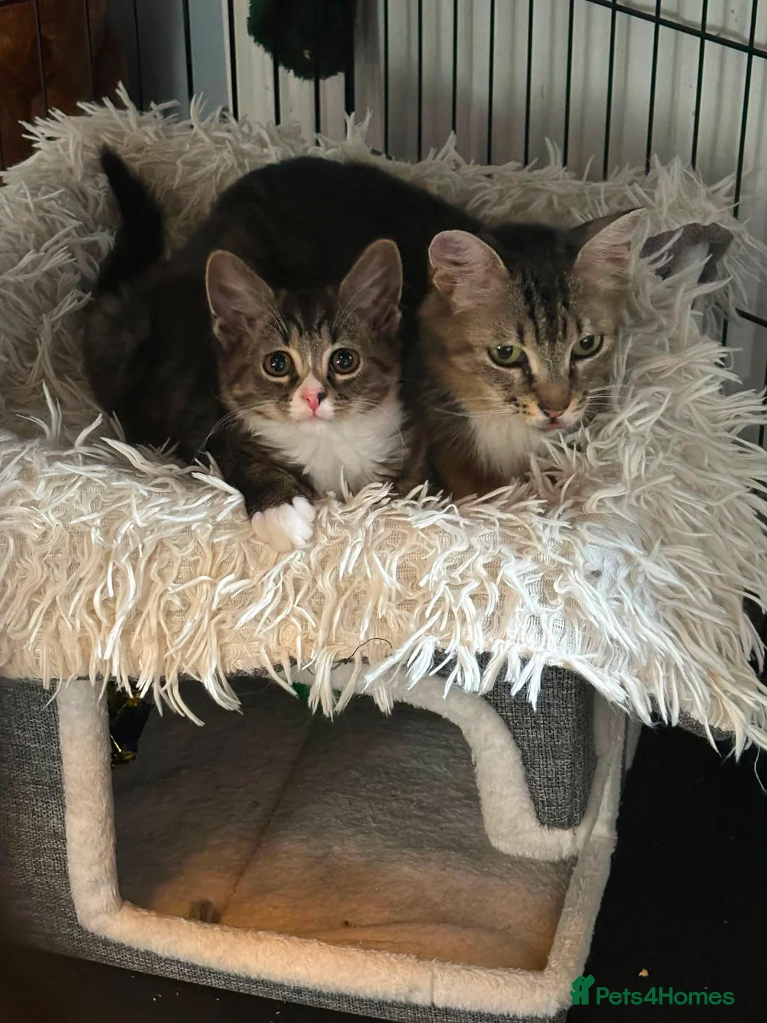 Domestic Shorthair cats for adoption: Trudie - Adopt Cats in Crisis East Ldn - Advert 1