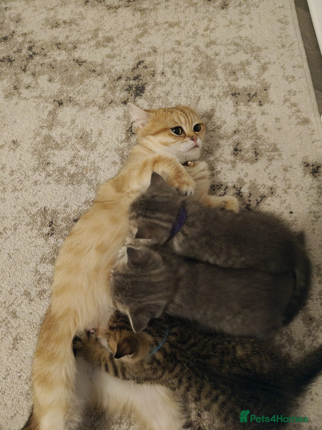 British Shorthair cats for sale: British shorthair boy - Image 3