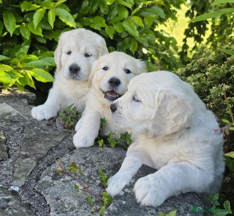 Golden Retriever dogs for sale: Chunky health tested Golden Retriever puppies - Advert 1