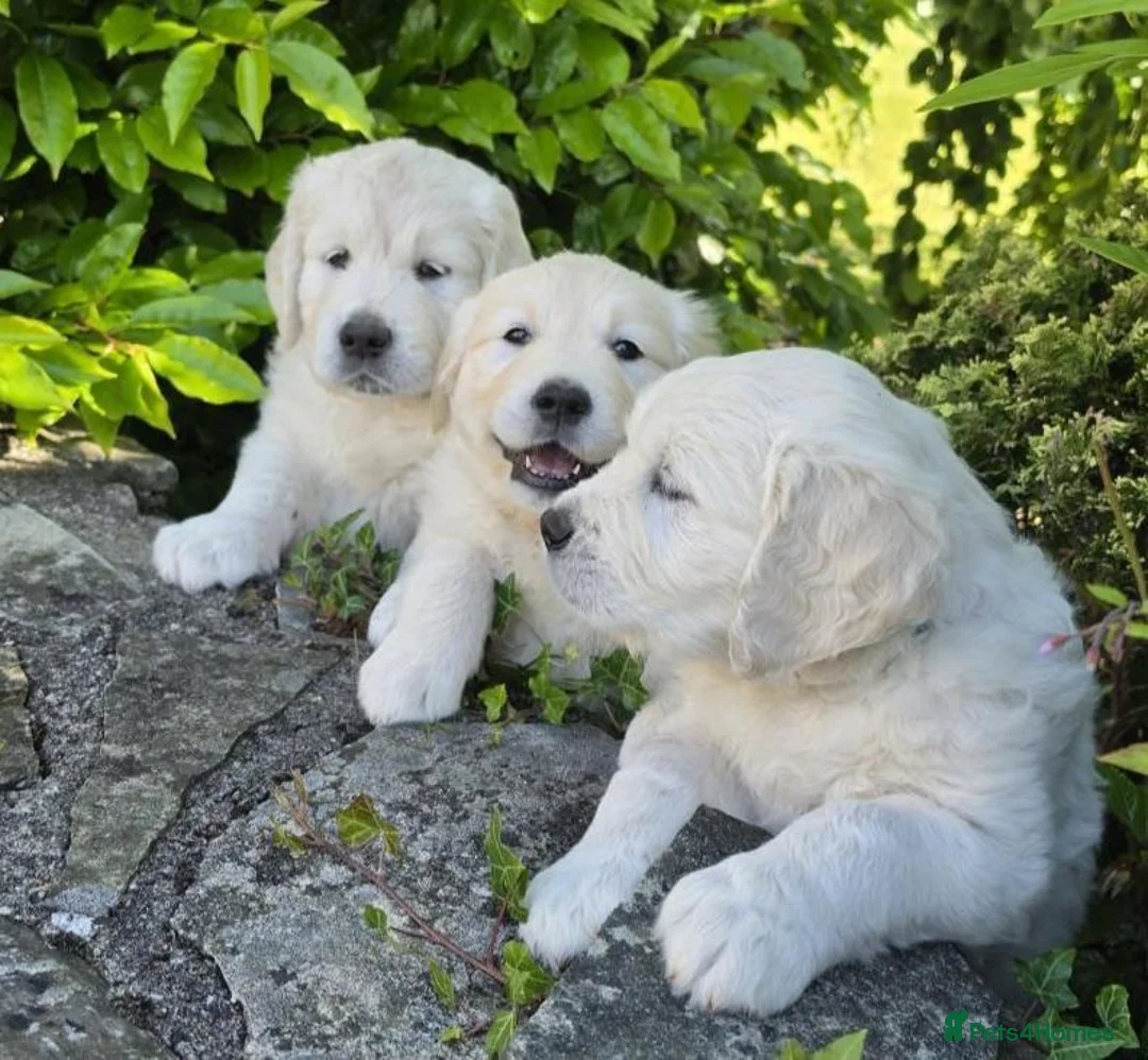 Golden Retriever dogs for sale: Chunky health tested Golden Retriever puppies - Advert 1