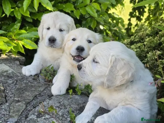 Golden Retriever dogs for sale: Chunky health tested Golden Retriever puppies - Advert 1