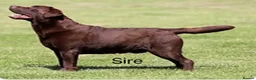 Labrador Retriever dogs for sale: Big Bear Looking to give Hugs - Advert 7