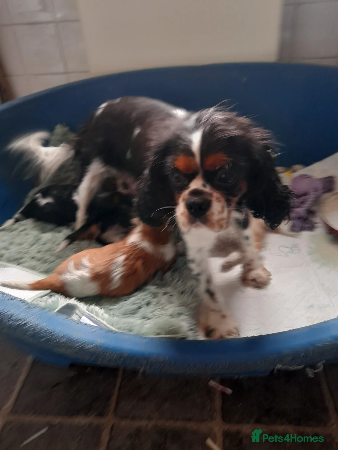 Cavalier King Charles Spaniel dogs for sale: Cavalier king charles pups - Advert 2