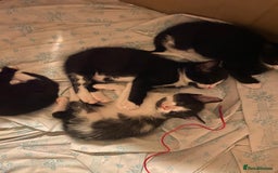 British Shorthair cats for sale: Kittens for sale !! Loving and playful  - Image 8