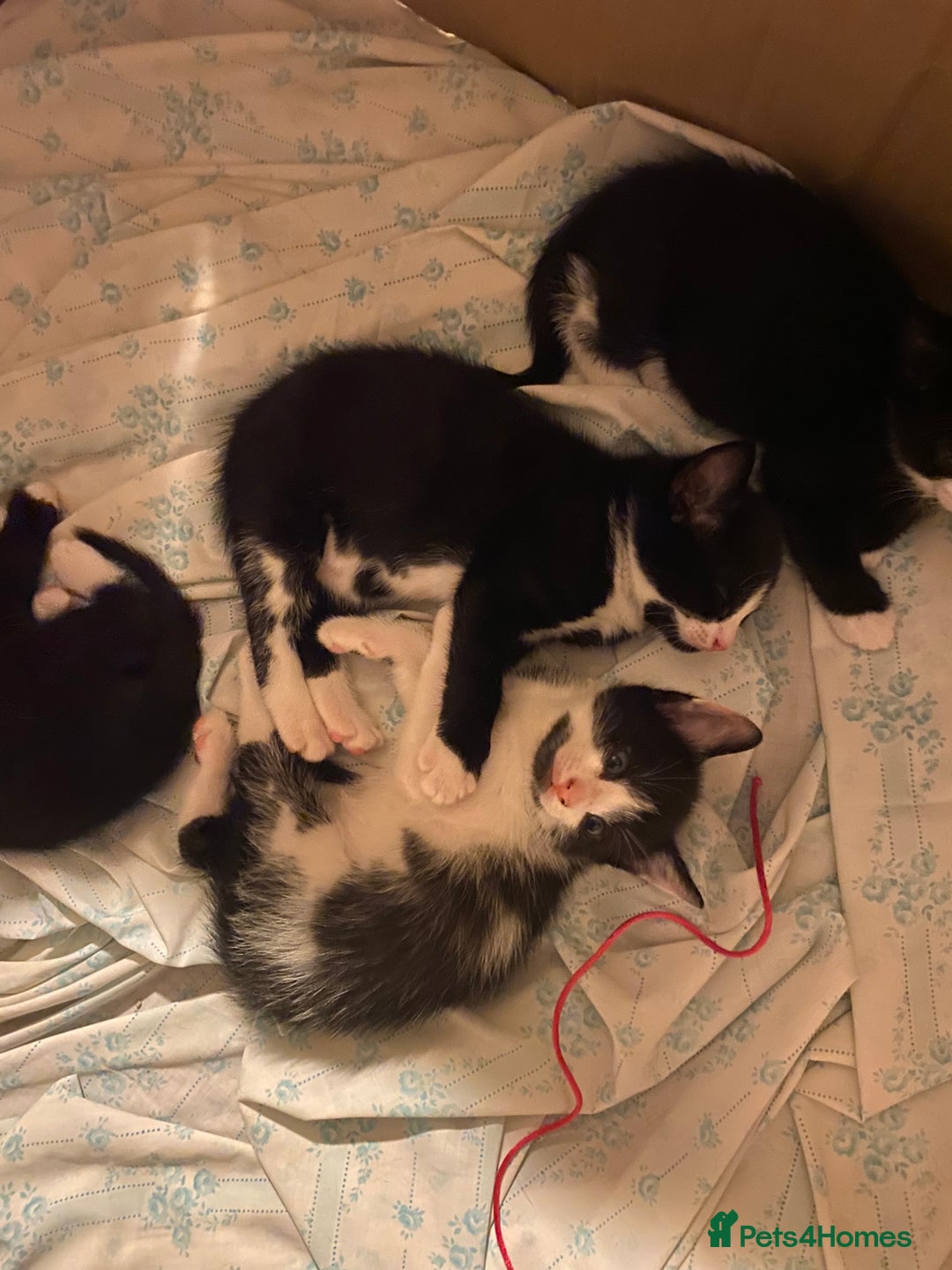 British Shorthair cats for sale: Kittens for sale !! Loving and playful  - Image 8