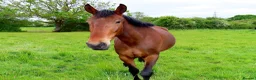 Irish Sports horses for sale: Unbacked Project – Experienced Home Only - Advert 3