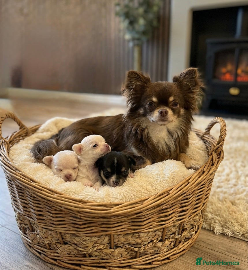 Chihuahua dogs Kc 3 boys Beautiful chihuahua puppies - Advert 5