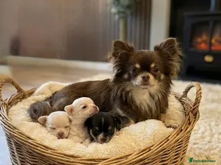 Chihuahua dogs Kc 3 boys Beautiful chihuahua puppies - Advert 5