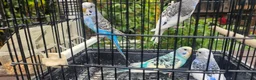Budgerigars birds for sale: Baby budgies for sale  in Waltham Abbey - Advert 24