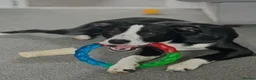 Mixed Breed dogs for sale: Obi, Age 1 - Advert 7