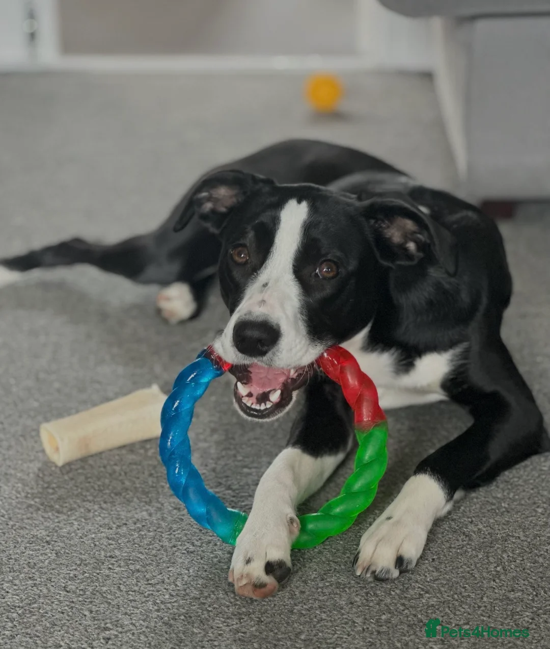Mixed Breed dogs for sale: Obi, Age 1 - Advert 7