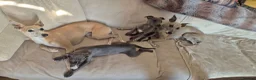 Whippet dogs for sale: Whippet puppies (small) blue, boys - Advert 4