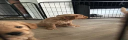 Goldendoodle dogs for sale: Beautiful Medium size Goldendoodle in London - Advert 5