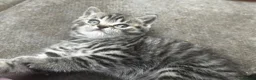British Shorthair cats for sale: British shorthair kittens  - Advert 11