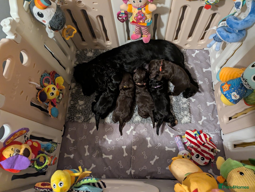 Cocker Spaniel dogs for sale: Kc reg English Cockerspaniel - Image 6