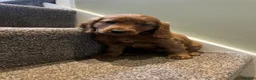 Cockapoo dogs for sale: Two handsome F2 cockapoo boys  - Advert 2