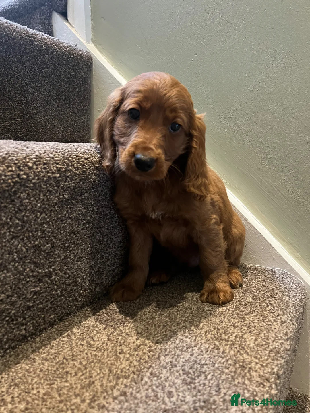 Cockapoo dogs for sale: Two handsome F2 cockapoo boys  - Advert 2