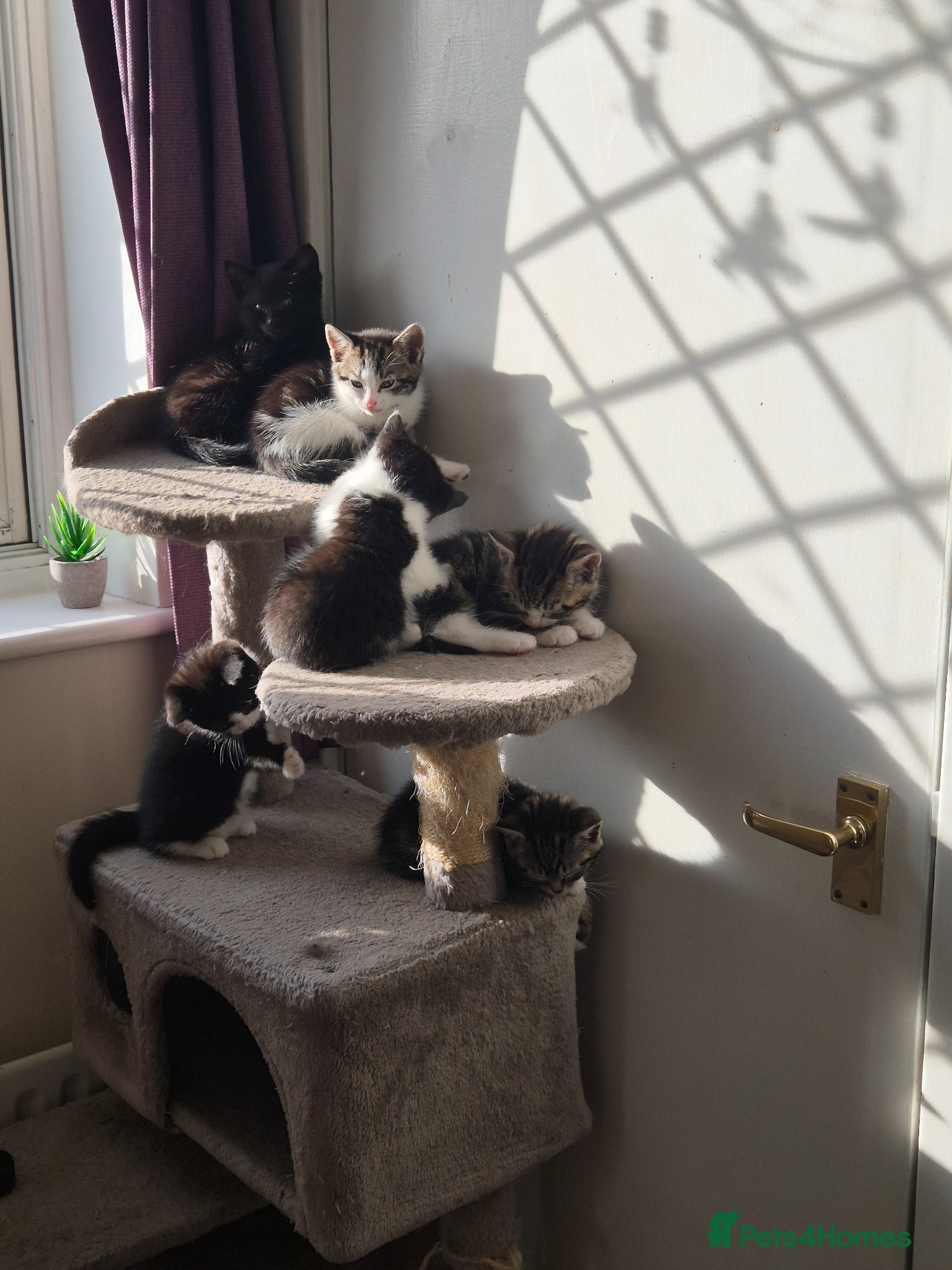 British Shorthair cats for sale: X2 mummys with kittens in London - Advert 16