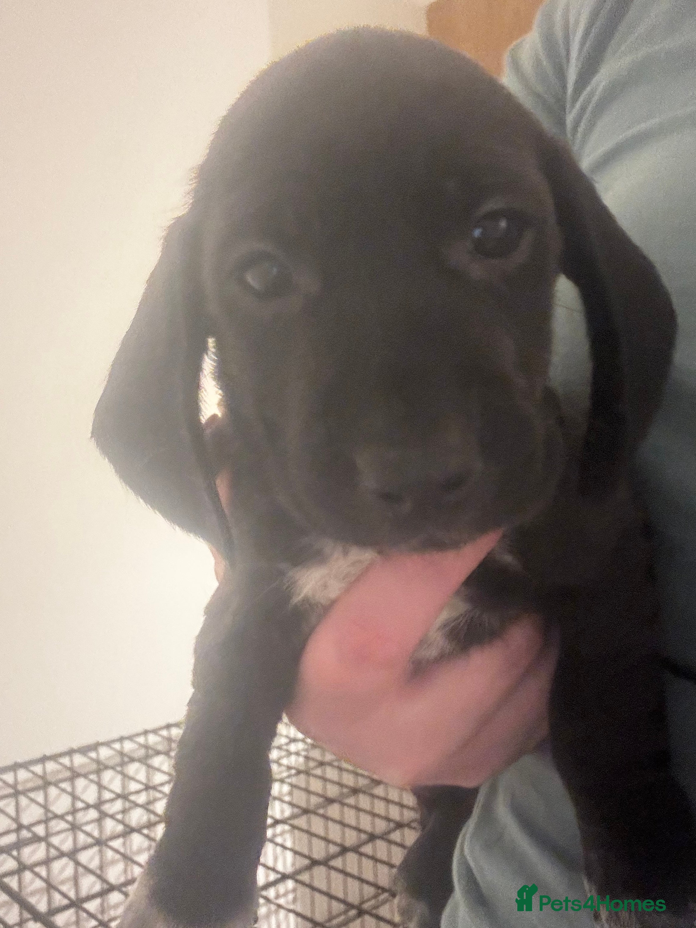 Mixed Breed dogs REDUCED GOR LOVING HOMES Springer bagal dashound - Advert 13