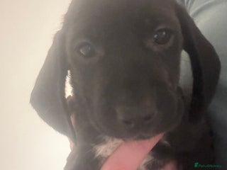 Mixed Breed dogs Cocker spaniel x bagal x miniature dashound - Advert 5