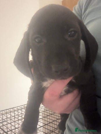 Mixed Breed dogs Cocker spaniel x bagal x miniature dashound - Advert 3