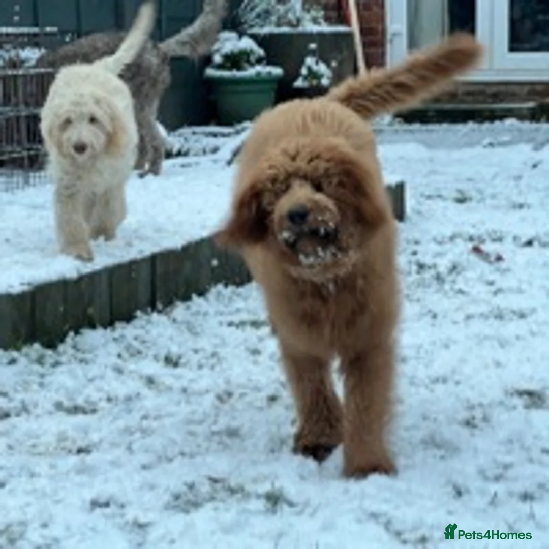Goldendoodle dogs for stud: Goldendoodle Standard size (proven)  in Manchester - Advert 8