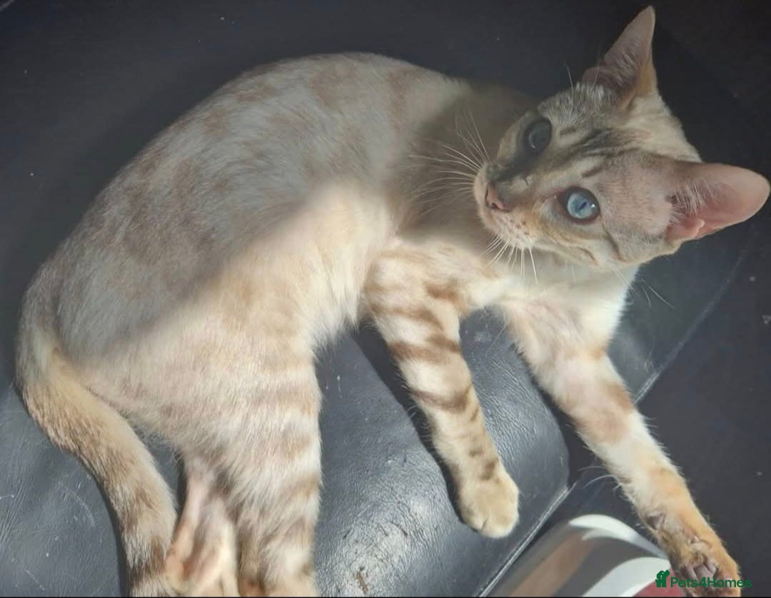 Bengal cats for sale: Stunning Snow Bengal Girl - Advert 1