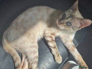 Bengal cats Stunning Snow Bengal Girl - Advert 4