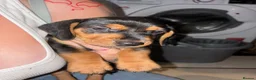 Dachshund dogs for sale: 5 beautiful puppies for sale - Advert 9