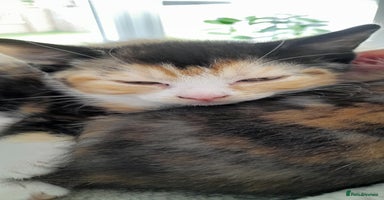 Mixed Breed cats - Advert 8