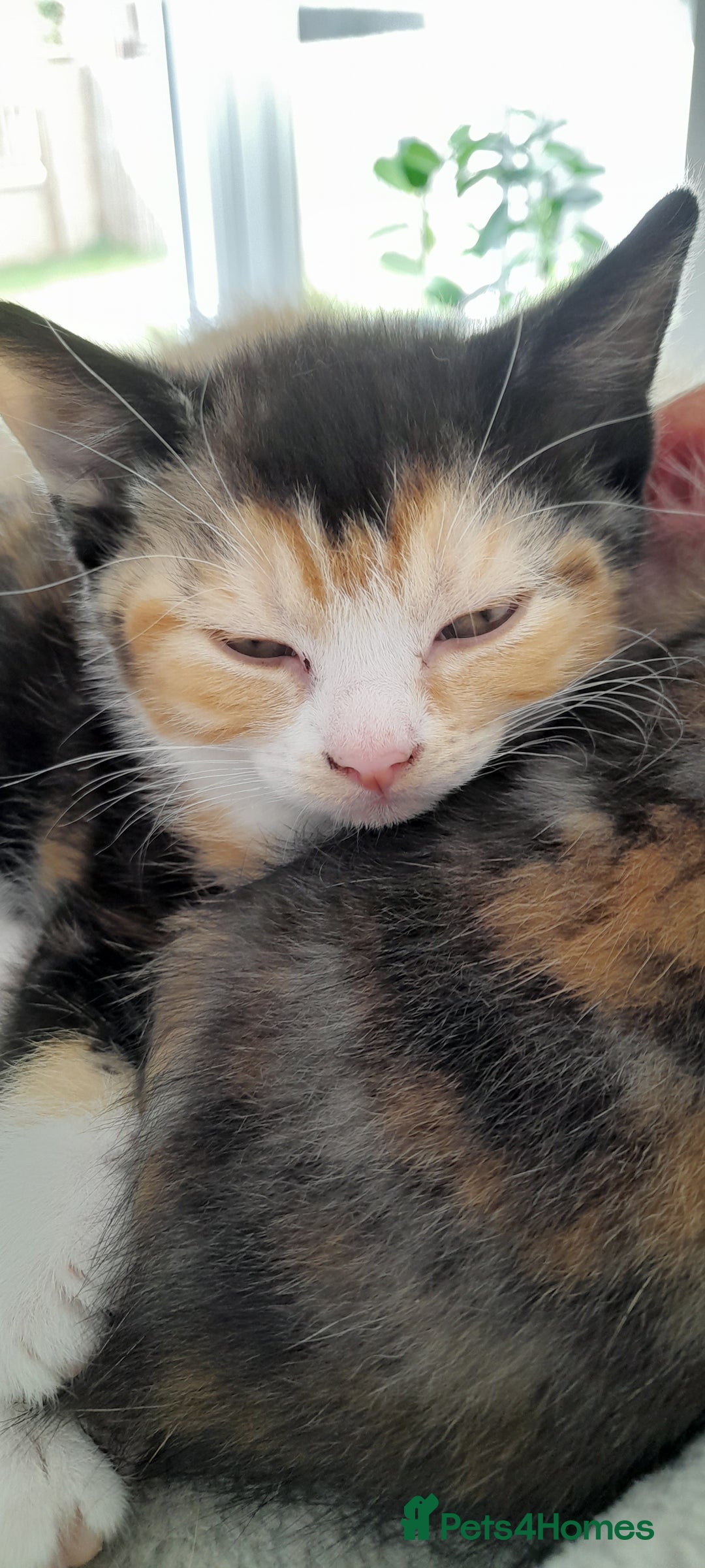 Mixed Breed cats for sale: 3 mixed breed kittens available  - Image 2