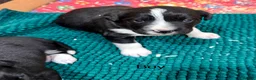 Sprollie dogs for sale: Sprollie puppies from experienced breeder  - Advert 12