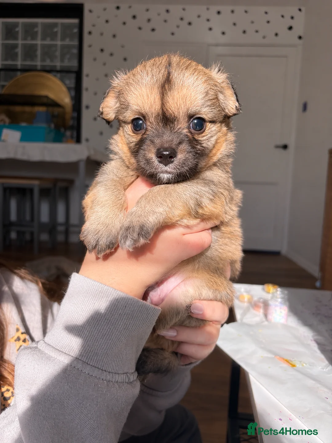 Mixed Breed dogs for sale: Beautiful litter of four happy healthy Pomchis in Banstead - Advert 1