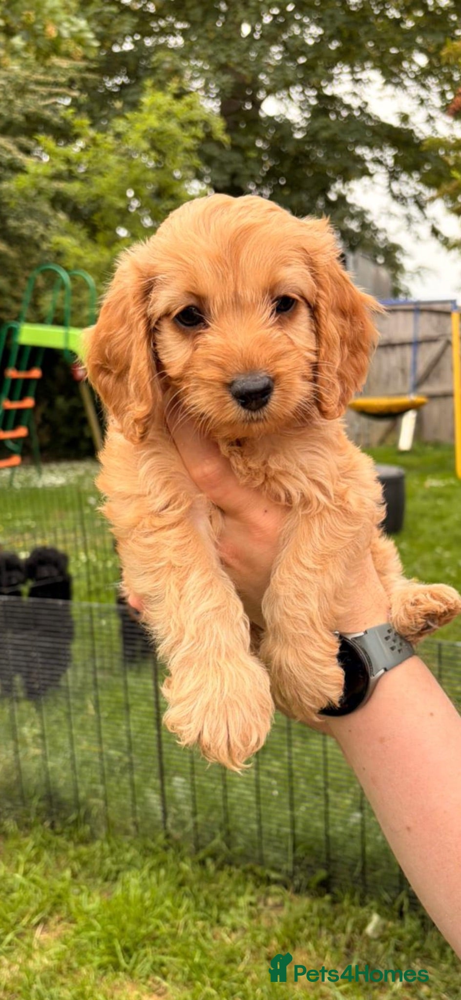 Cockapoo dogs LAST BEAUTIFUL GOLDEN COCKAPOO GIRL AND BOY - Advert 1