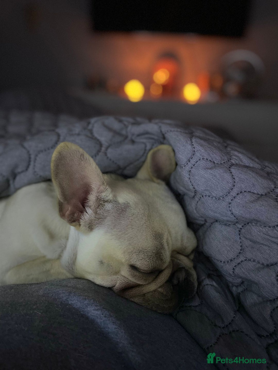 French Bulldog dogs for sale: Female Frenchie needing new home - Image 13