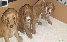 Cavapoo dogs for sale: CAVAPOO F1 puppies  - Image 3