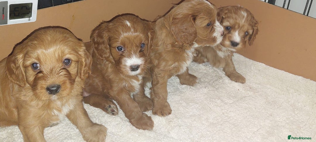 Cavapoo dogs for sale: CAVAPOO F1 puppies  - Image 3