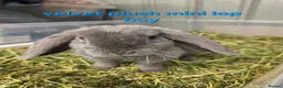 Mini Lop rabbits for sale: smokey blue plush velvet mini lop boy 8 weeks - Advert 3