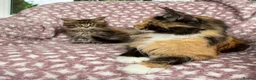 Maine Coon cats for sale: Beautiful Maine Coon Kittens - Advert 4